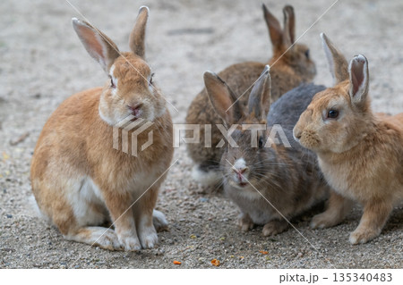 ウサギの楽園 大久野島 135340483