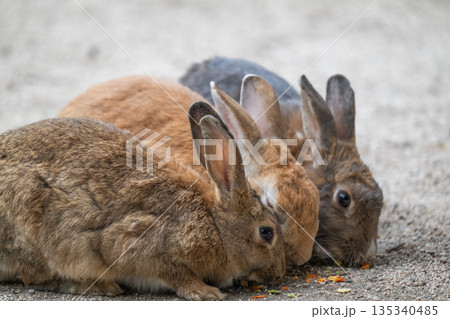 ウサギの楽園 大久野島 ウサギの楽園 大久野島 135340485
