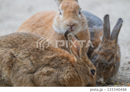 ウサギの楽園 大久野島 135340486