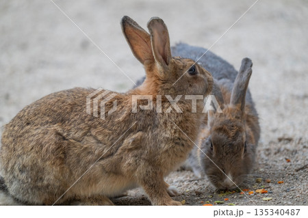 ウサギの楽園 大久野島 ウサギの楽園 大久野島 135340487