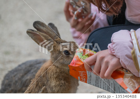 ウサギの楽園 大久野島 ウサギの楽園 大久野島 135340488