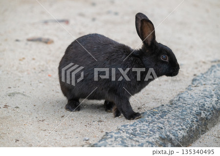 ウサギの楽園 大久野島 135340495