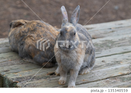 ウサギの楽園 大久野島 135340559
