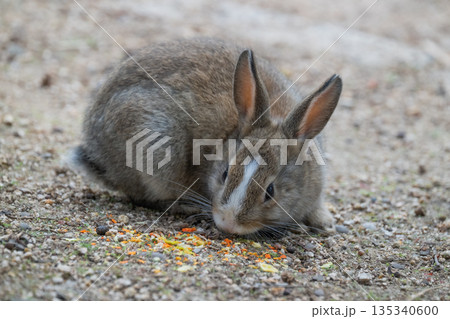 ウサギの楽園 大久野島 135340600