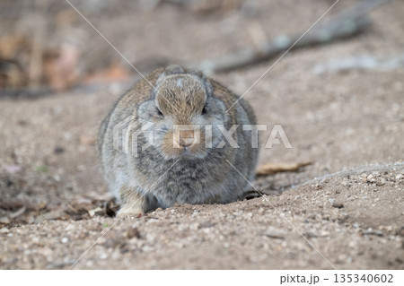 ウサギの楽園 大久野島 135340602