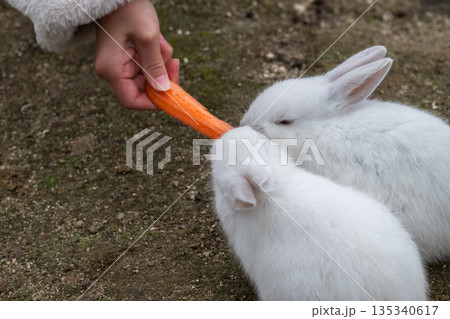 ウサギの楽園 大久野島 ウサギの楽園 大久野島 135340617