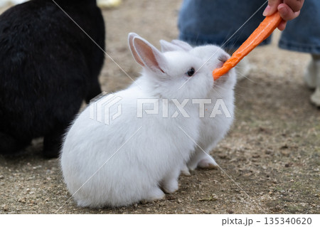 ウサギの楽園 大久野島 135340620