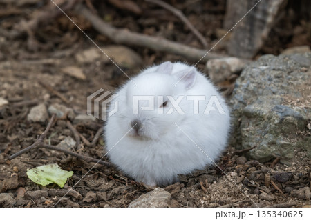 ウサギの楽園 大久野島 ウサギの楽園 大久野島 135340625