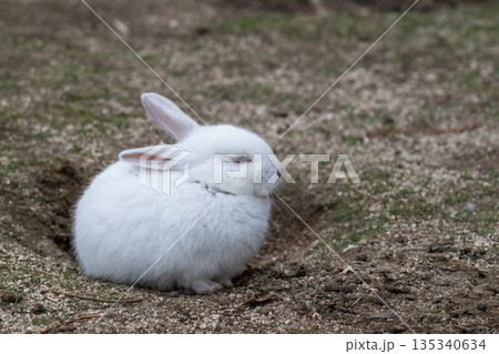 ウサギの楽園 大久野島 ウサギの楽園 大久野島 135340634