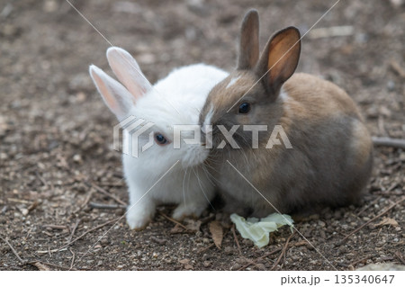 ウサギの楽園 大久野島 ウサギの楽園 大久野島 135340647