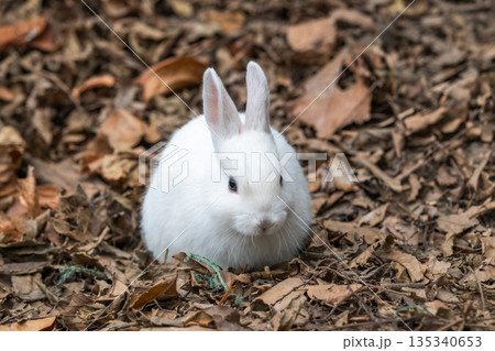 ウサギの楽園 大久野島 135340653