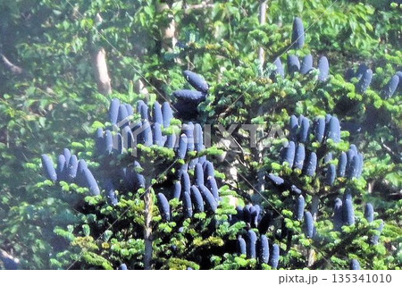 信州栂池自然園で見た暗青色の果実が沢山実ったオオシラビソ 135341010