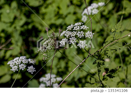 A profusion of delicate white flowers of the wild perennial plant Anthriscus sylvestris, commonly known as beaked parsley, wild chervil or kek, in a woodland setting against a floral backdrop. A profusion of delicate white flowers of the wild perennial plant Anthriscus sylvestris, commonly known as beaked parsley, wild chervil or kek, in a woodland setting against a floral backdrop. 135341106