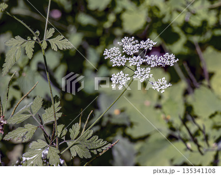 A profusion of delicate white flowers of wild perennial plant Anthriscus sylvestris, commonly known as beaked parsley, wild chervil or kek, in a woodland setting against a floral backdrop. A profusion of delicate white flowers of wild perennial plant Anthriscus sylvestris, commonly known as beaked parsley, wild chervil or kek, in a woodland setting against a floral backdrop. 135341108