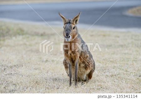 かわいいマーラ 135341114