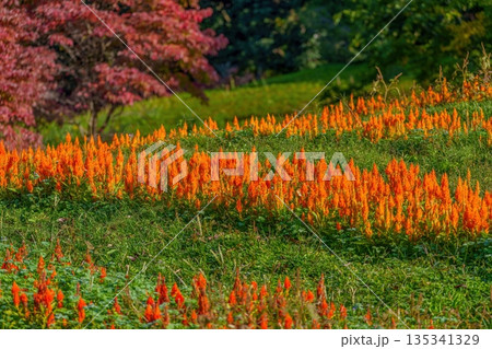 秋の公園に咲き誇る鮮やかなオレンジ色のケイトウの花畑 秋の公園に咲き誇る鮮やかなオレンジ色のケイトウの花畑 135341329