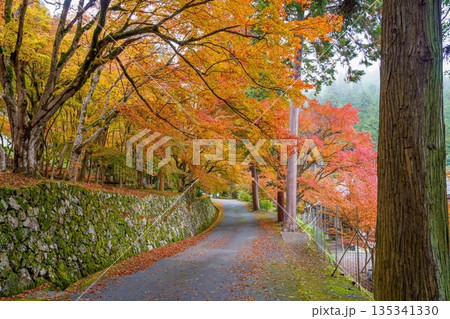 日本の秋の風景 鮮やかな紅葉と苔むした石垣のある静かな参道 日本の秋の風景 鮮やかな紅葉と苔むした石垣のある静かな参道 135341330