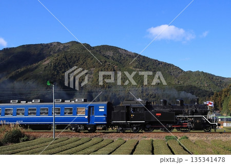 一面のお茶畑が広がる景色の中のんびりと走る大井川鉄道C10-8号機の急行列車_2026/1/3撮影 一面のお茶畑が広がる景色の中のんびりと走る大井川鉄道C10-8号機の急行列車_2026/1/3撮影 135341478