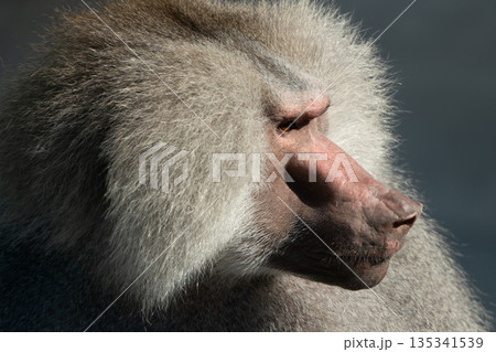 Baboon Portrait Zoo Animal Closeup. A hamadryas baboon stares intensely at the camera, its long, gray fur and prominent snout visible. 135341539