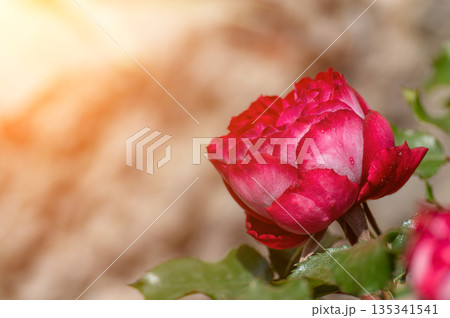 Rose Flower Bloom: Red rose blossoms outdoor in garden during sunny day for pollination. Rose Flower Bloom: Red rose blossoms outdoor in garden during sunny day for pollination. 135341541