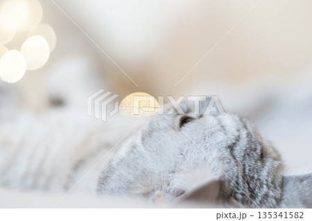 Scottish straight cat lies on his back bokeh from lights in the background. Cat upside down. Close up white cat face. Favorite pets, cat food. Scottish straight cat lies on his back bokeh from lights in the background. Cat upside down. Close up white cat face. Favorite pets, cat food. 135341582