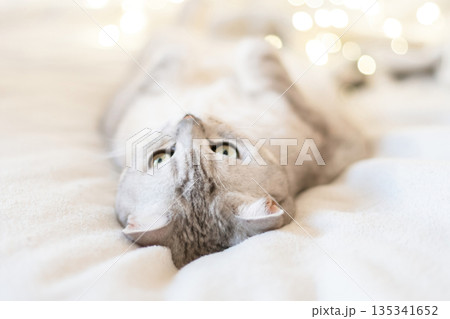 Scottish straight cat lies on his back bokeh from lights in the background. Cat upside down. Close up white cat face. Favorite pets, cat food. Scottish straight cat lies on his back bokeh from lights in the background. Cat upside down. Close up white cat face. Favorite pets, cat food. 135341652
