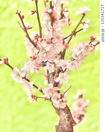 美しいピンクの梅の花 美しいピンクの梅の花 135341717