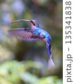 Green Hermit Hummingbird female flying in the forest, Costa Rica 135341838
