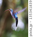 Green Hermit Hummingbird female flying in the forest, Costa Rica 135341839