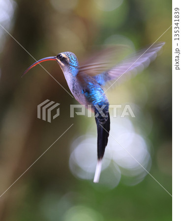Green Hermit Hummingbird female flying in the forest, Costa Rica Green Hermit Hummingbird female flying in the forest, Costa Rica 135341839