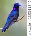 Violet Sabrewing Hummingbird male perched on a branch in the forest, Costa Rica 135341840