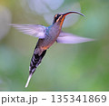 Green Hermit Hummingbird female flying in the forest, Costa Rica 135341869