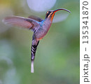 Green Hermit Hummingbird female flying in the forest, Costa Rica 135341870