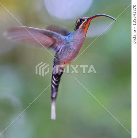Green Hermit Hummingbird female flying in the forest, Costa Rica Green Hermit Hummingbird female flying in the forest, Costa Rica 135341870