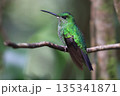 Coppery-headed emerald Hummingbird female perched on a branch in the forest, Costa Rica 135341871