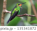 Green Crowned Brilliant Hummingbird female perched on a branch in the forest, Costa Rica 135341872