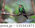 Green Crowned Brilliant Hummingbird female perched on a branch in the forest, Costa Rica 135341873