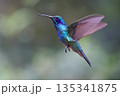 Lesser Violetear Hummingbird flying in the forest, Costa Rica 135341875