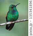 Stripe-tailed Hummingbird perched on a branch in the forest, Costa Rica 135341896
