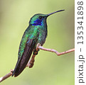 Lesser Violetear Hummingbird female perched on a branch in the forest, Costa Rica 135341898