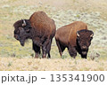 Bisons in Lamar Valley, Yellowstone National Park, USA 135341900