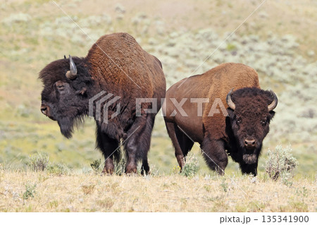 Bisons in Lamar Valley, Yellowstone National Park, USA 135341900