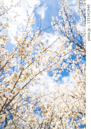 「埼玉県」青空と梅林の風景 「埼玉県」青空と梅林の風景 135341940