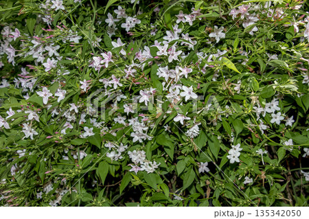 Pink jasmine vine or Jasminum polyanthum with the flowers, spring background 135342050