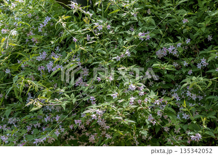 Pink jasmine vine Jasminum polyanthum with flowers, spring background 135342052