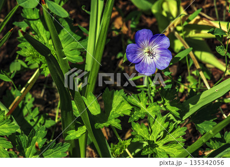Geranium magnificum, or purple beak, is species of plant in the genus Geranium of family Geraniaceae. Geranium magnificum, or purple beak, is species of plant in the genus Geranium of family Geraniaceae. 135342056