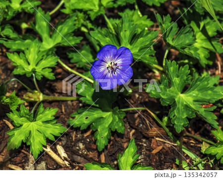 Geranium magnificum, or purple beak, is a species of plant in genus Geranium of family Geraniaceae. Geranium magnificum, or purple beak, is a species of plant in genus Geranium of family Geraniaceae. 135342057