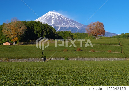 大淵笹場・茶畑と富士 大淵笹場・茶畑と富士 135342156