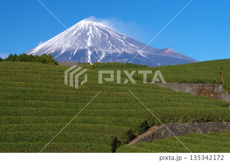 大淵笹場・茶畑と富士 135342172