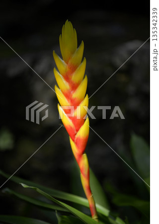 フリーセア・フィリッポコブルギイ 135342339